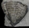 Trimerus Trilobite Tail - New York #68558-1